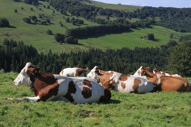 Slika /slike/Genericke/2019-krave na brežuljcima.jpg